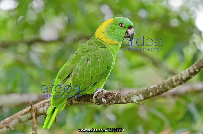 : Yellow-naped Amazon Parrot : Yellow-naped Amazon Parrot