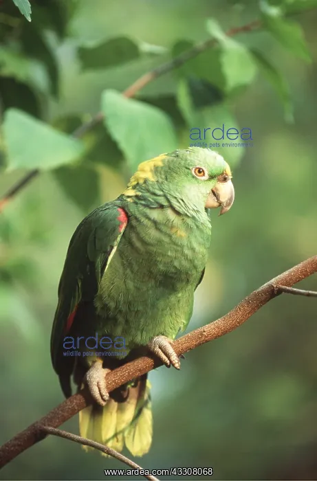 : Yellow-naped Amazon Parrot : Yellow-naped Amazon Parrot