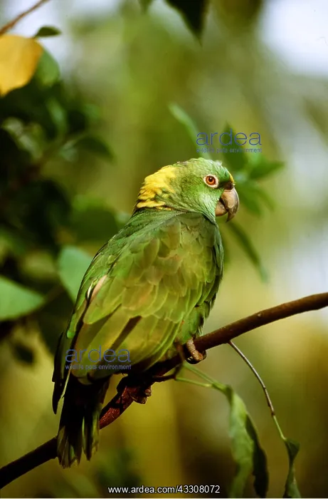 : Yellow-Naped Amazon Parrot : Yellow-Naped Amazon Parrot