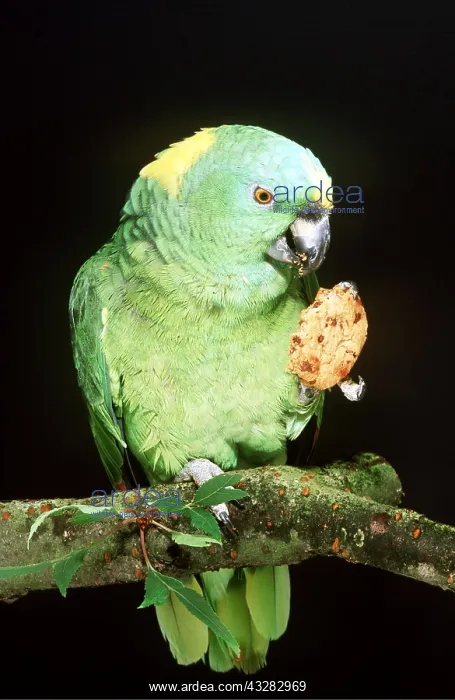 : Yellow-naped Amazon Parrot - holding food in claw : Yellow-naped Amazon Parrot - holding food in claw
