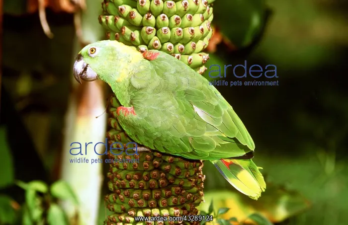  : Yellow-Naped Amazon Parrot - perched on banana plant