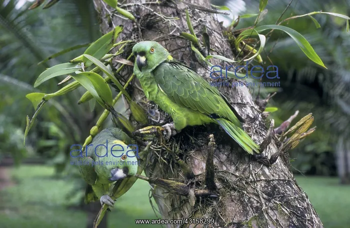 : Yellow-Naped Amazon Parrots : Yellow-Naped Amazon Parrots