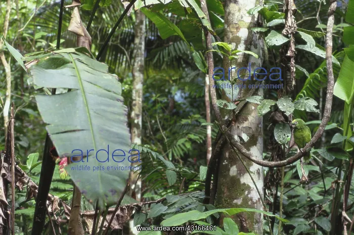 : Yellow Naped Parrot : Yellow Naped Parrot