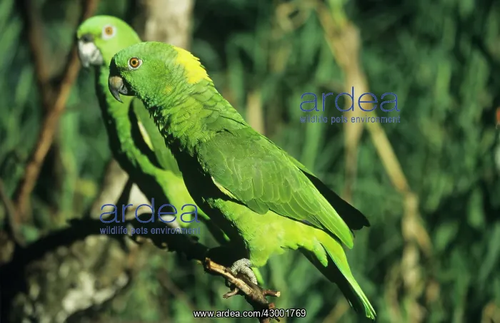 : Yellow-napped Amazon Parrot : Yellow-napped Amazon Parrot