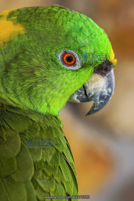 : Yellow-napped Amazon parrot portrait : Yellow-napped Amazon parrot portrait