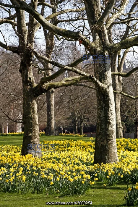 : Yellow Narcissus Daffodils blooming in spring : Yellow Narcissus Daffodils blooming in spring