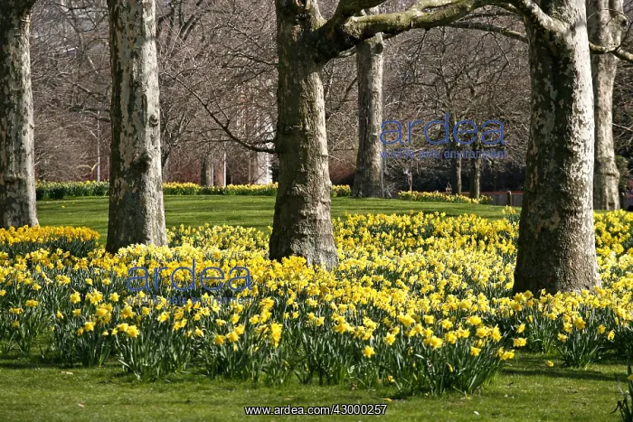 : Yellow Narcissus Daffodils blooming in spring : Yellow Narcissus Daffodils blooming in spring