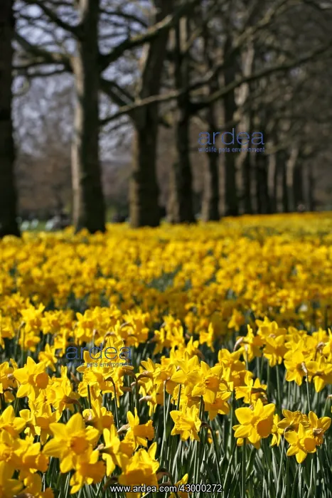 : Yellow Narcissus Daffodils blooming in spring : Yellow Narcissus Daffodils blooming in spring