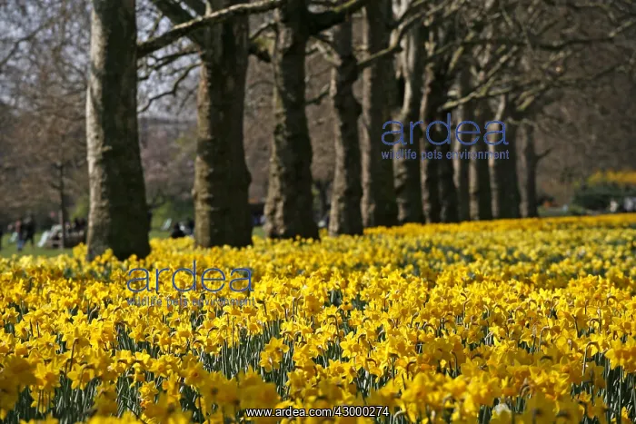 : Yellow Narcissus Daffodils blooming in spring : Yellow Narcissus Daffodils blooming in spring