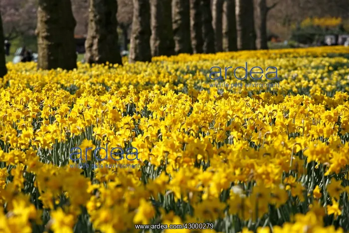 : Yellow Narcissus Daffodils blooming in spring : Yellow Narcissus Daffodils blooming in spring