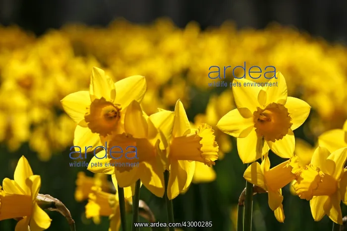 : Yellow Narcissus Daffodils blooming in spring : Yellow Narcissus Daffodils blooming in spring