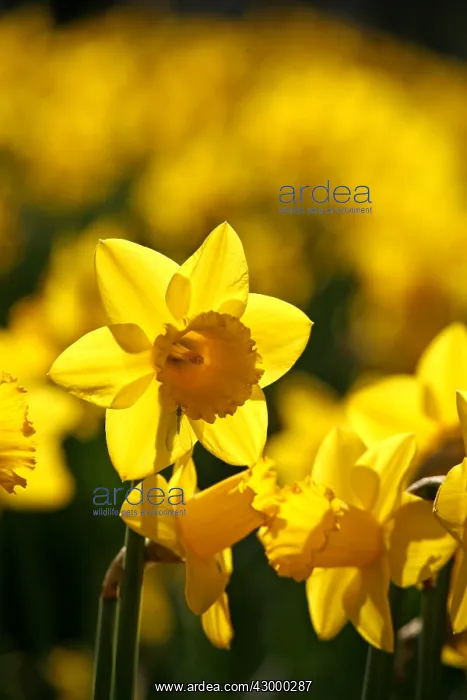 : Yellow Narcissus Daffodils blooming in spring : Yellow Narcissus Daffodils blooming in spring