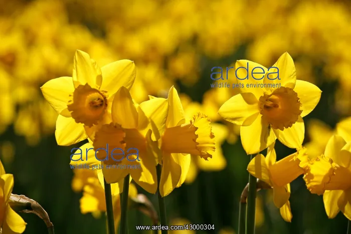 : Yellow Narcissus Daffodils blooming in spring : Yellow Narcissus Daffodils blooming in spring