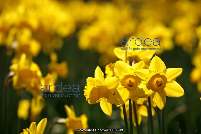 : Yellow Narcissus Daffodils blooming in spring : Yellow Narcissus Daffodils blooming in spring