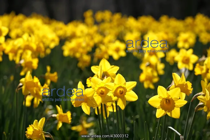 : Yellow Narcissus Daffodils blooming in spring : Yellow Narcissus Daffodils blooming in spring