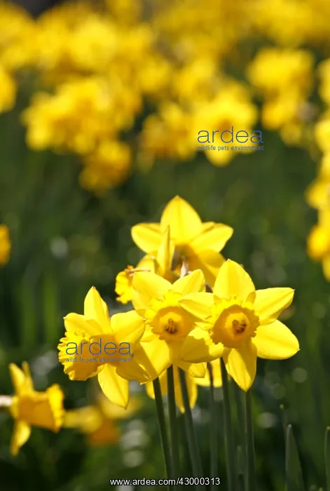 : Yellow Narcissus Daffodils blooming in spring : Yellow Narcissus Daffodils blooming in spring