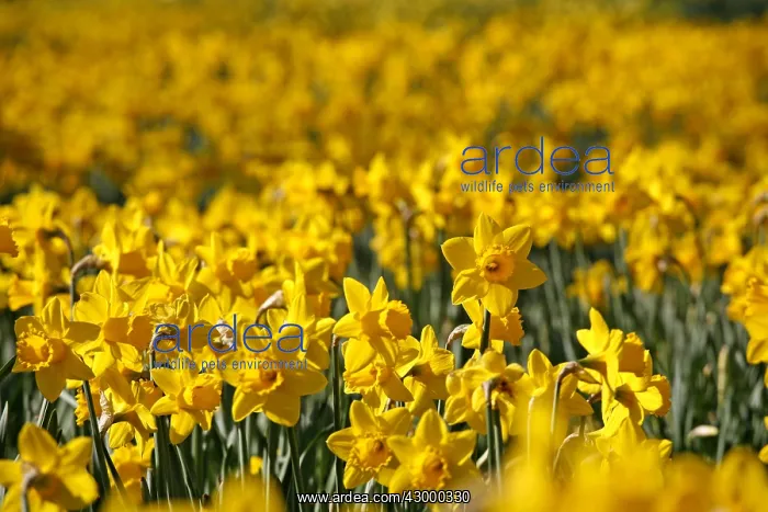 : Yellow Narcissus Daffodils blooming in spring : Yellow Narcissus Daffodils blooming in spring