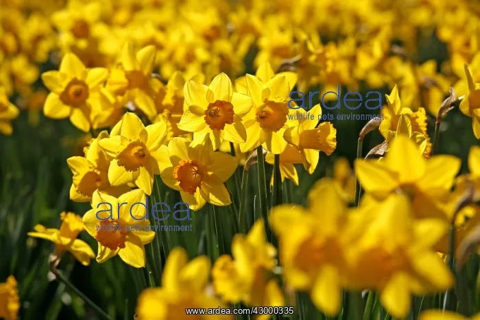 : Yellow Narcissus Daffodils blooming in spring : Yellow Narcissus Daffodils blooming in spring