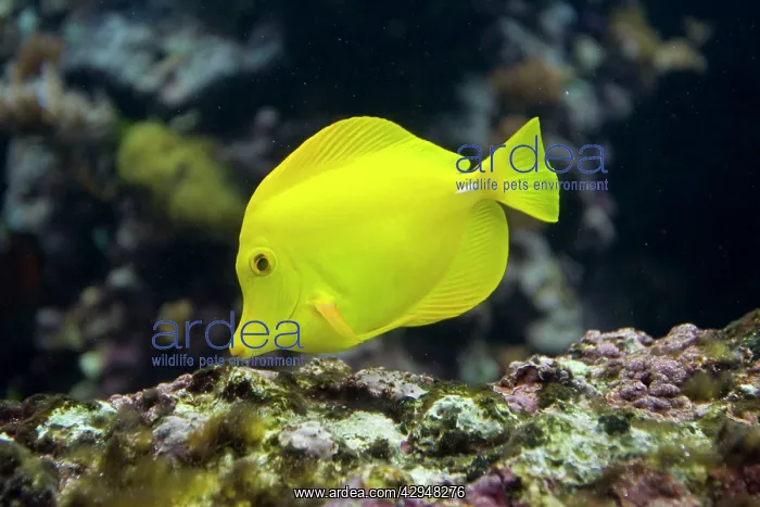 : Yellow / naughty Tang : Yellow / naughty Tang