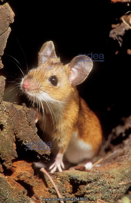 : Yellow-Necked Mouse : Yellow-Necked Mouse