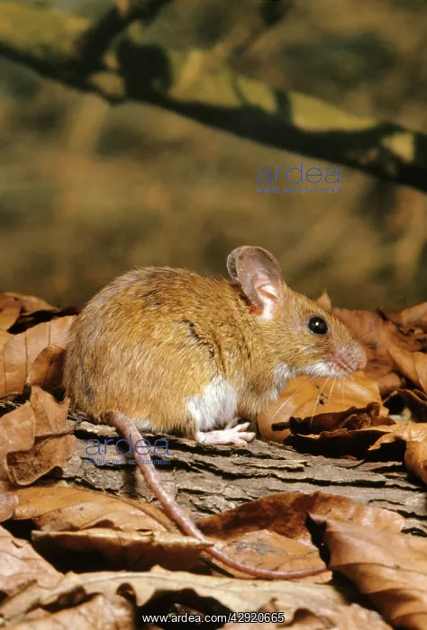 : YELLOW-NECKED MOUSE : YELLOW-NECKED MOUSE