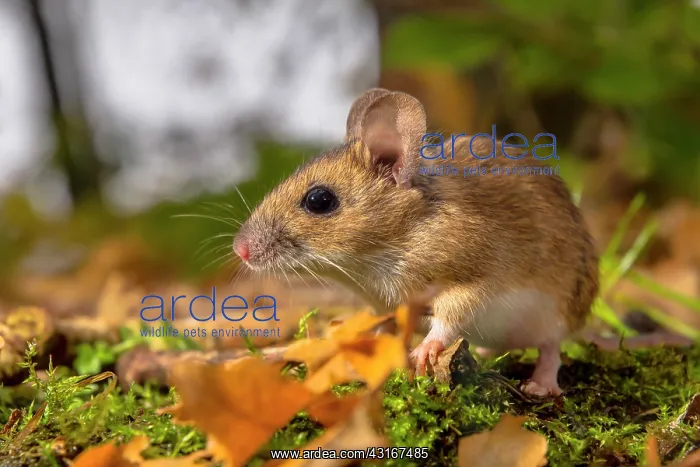 : Yellow-Necked Mouse : Yellow-Necked Mouse