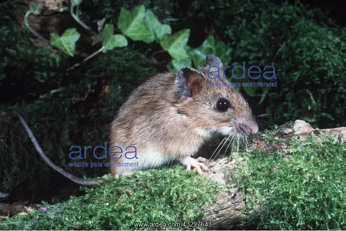  : YELLOW NECKED MOUSE