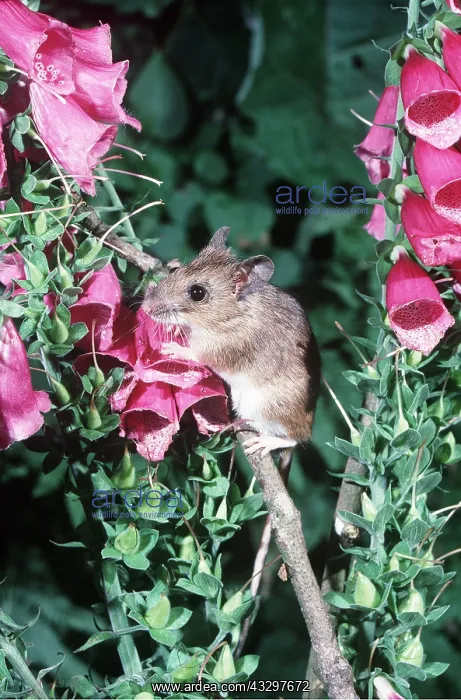 : YELLOW-NECKED MOUSE : YELLOW-NECKED MOUSE