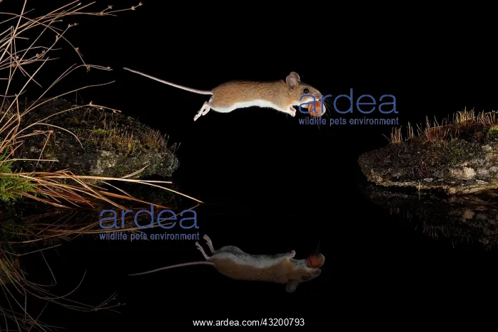 : Yellow-necked mouse (Apodemus flavicollis) jumps : Yellow-necked mouse (Apodemus flavicollis) jumps