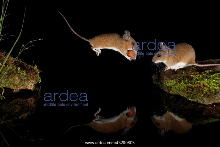 : Yellow-necked mouse (Apodemus flavicollis) jumps : Yellow-necked mouse (Apodemus flavicollis) jumps