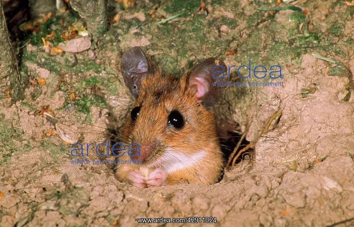 : Yellow-Necked Mouse - feeding in hole entrance : Yellow-Necked Mouse - feeding in hole entrance
