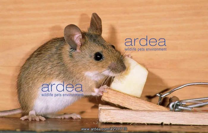 : Yellow-necked Mouse - at mousetrap : Yellow-necked Mouse - at mousetrap