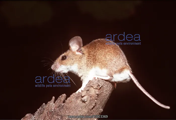 : YELLOW NECKED MOUSE - on tree : YELLOW NECKED MOUSE - on tree