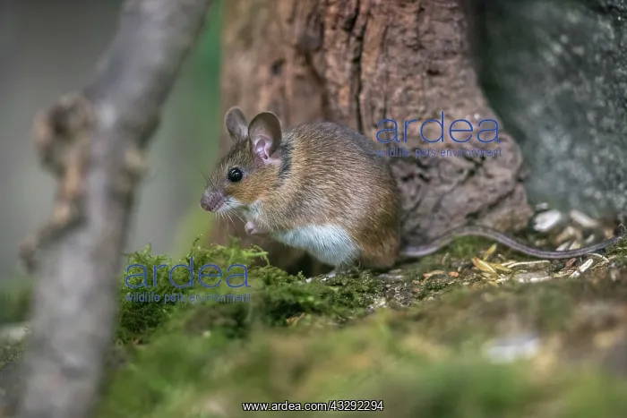 : Yellow Necked Mouse - UK : Yellow Necked Mouse - UK