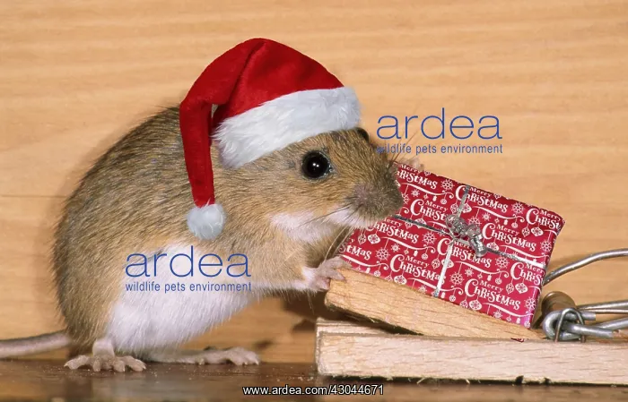 : Yellow-necked Mouse wearing Christmas hat at mousetrap : Yellow-necked Mouse wearing Christmas hat at mousetrap