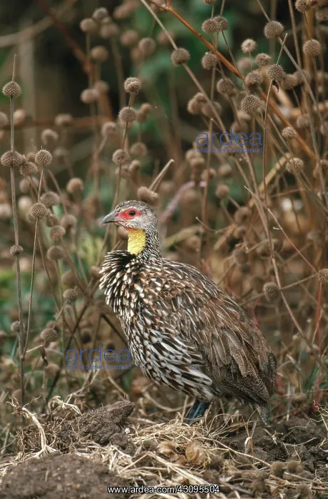 : Yellow-Necked Spur-Fowl : Yellow-Necked Spur-Fowl