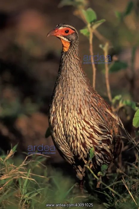 : Yellow-necked Spurfowl : Yellow-necked Spurfowl