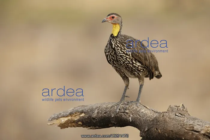 : Yellow-necked Spurfowl : Yellow-necked Spurfowl