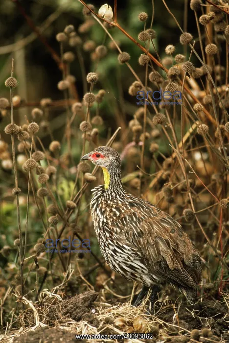 : Yellow-necked Spurfowl : Yellow-necked Spurfowl