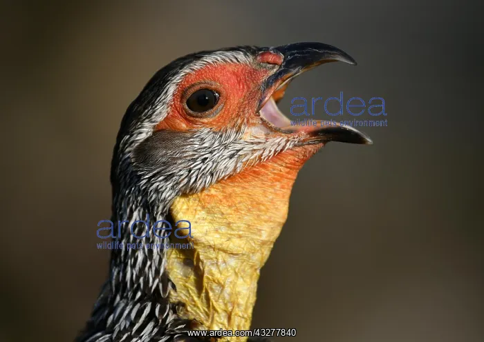 : Yellow-necked spurfowl (Francolinus leucoscepus) : Yellow-necked spurfowl (Francolinus leucoscepus)