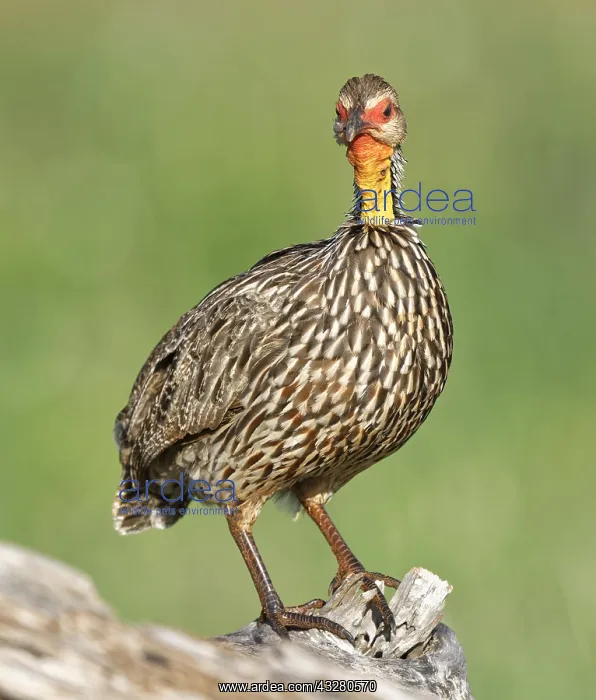 : Yellow-necked spurfowl (Francolinus leucoscepus) : Yellow-necked spurfowl (Francolinus leucoscepus)