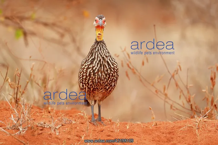 : Yellow-necked Spurfowl (Pternistis leucoscepus) : Yellow-necked Spurfowl (Pternistis leucoscepus)
