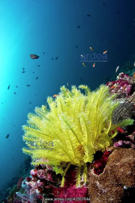 : Yellow Noble Feather Star : Yellow Noble Feather Star