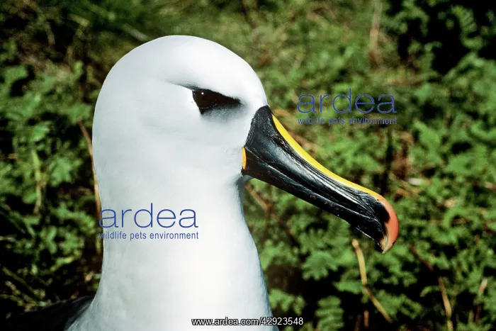 : Yellow-nosed Albatross : Yellow-nosed Albatross