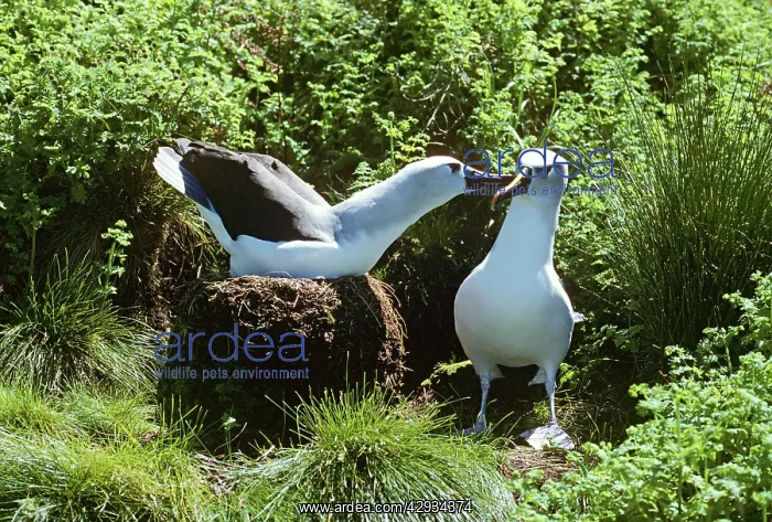 : Yellow-nosed Albatross - displaying : Yellow-nosed Albatross - displaying
