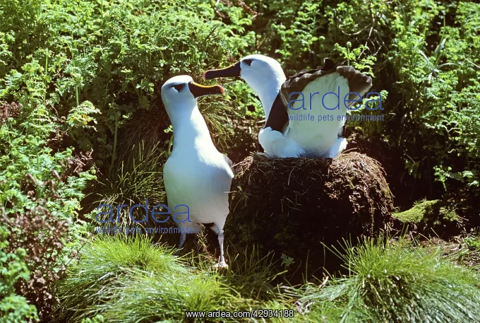 : Yellow Nosed ALBATROSS - pair displaying, on nest : Yellow Nosed ALBATROSS - pair displaying, on nest