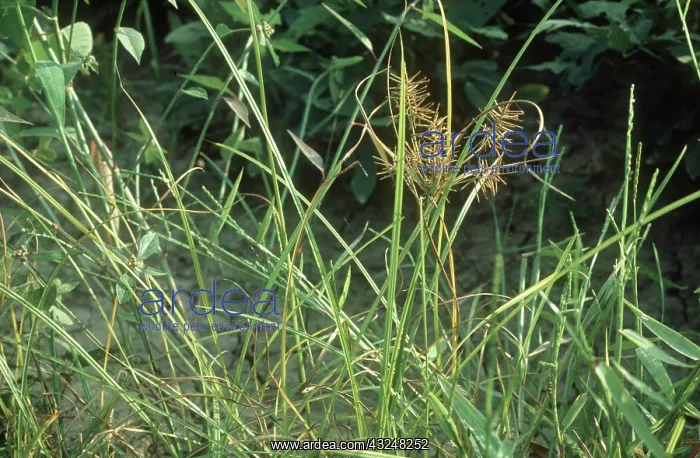 : Yellow Nutsedge : Yellow Nutsedge