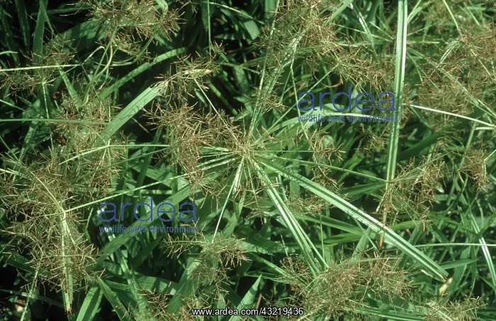 : Yellow Nutsedge Plants : Yellow Nutsedge Plants
