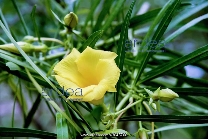 : Yellow Oleander : Yellow Oleander