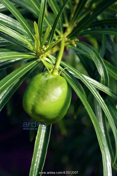 : Yellow Oleander seed casing : Yellow Oleander seed casing